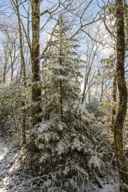 Büyük Dumanlı Dağlar Ulusal Parkı 'nda Karla Kaplanmış Çam Ağacı