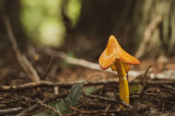 Champiñón Naranja Caído Suelo Del Bosque Parque Nacional Glaciar — Foto de Stock