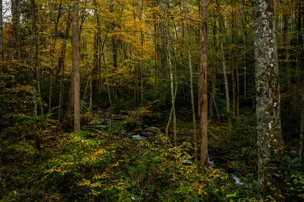 Büyük Dumanlı Dağlar Ulusal Parkı Nın Ormanında Erken Sonbahar — Stok fotoğraf