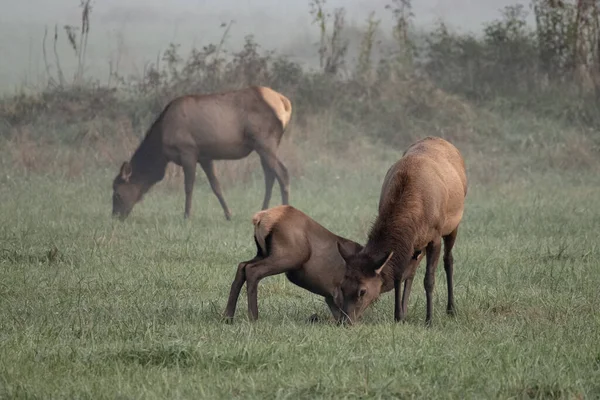 Elk Calf Nurses As Mother Grazes in foggy field in Great Smoky Mountains National Park