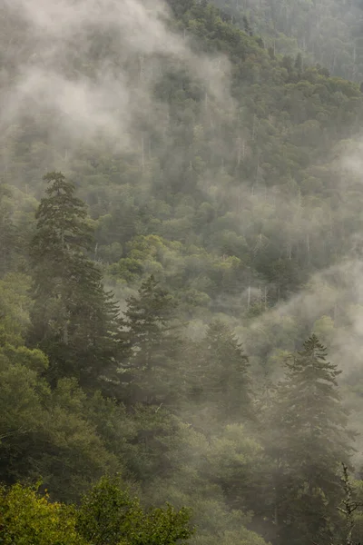 Vier Dennen Staan Mountain Side Mist Great Smoky Mountains National — Stockfoto