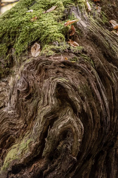 Gnarlhy Κοντινό Πλάνο Του Burl Καλλιέργεια Δέντρο Στο Δάσος Smokies — Φωτογραφία Αρχείου