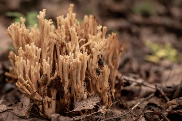 Group Fungus Grow Forest Floor Great Smoky Mountains National Park — Stock Photo, Image