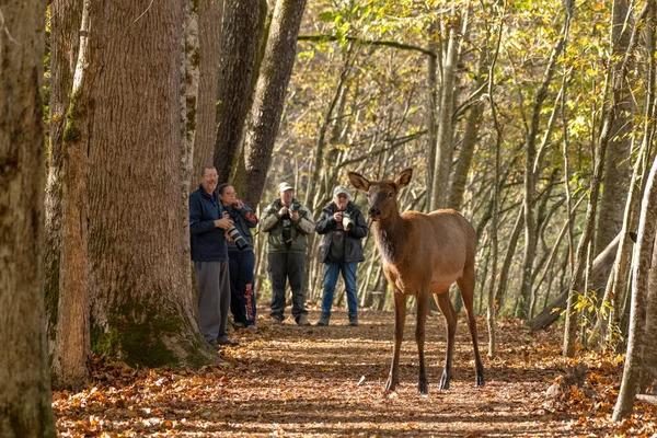 Cherokee Yhdysvallat Lokakuu 2020 Ryhmä Valokuvaajia Look Elk Cross Trail — kuvapankkivalokuva