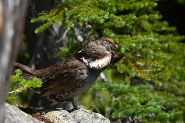 Kuzey Şelaleleri Ulusal Parkı 'ndaki kayalara tünemiş Erkek Yeraltı Gölü Göğsünü Kabartıyor