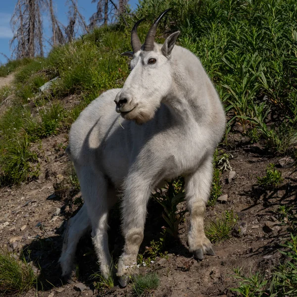 Mountain Goat Stopt Wacht Tot Wandelaars Mount Brown Trail Passeren — Stockfoto