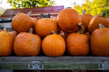 Açık pazarda karavanda oturan Turuncu Pumpinler Yığını