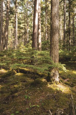 Buzul Ulusal Parkı 'nda Küçük Ağaçlar Orman Zemininde Işığı Söndürüyor