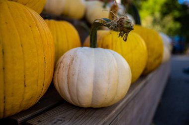 Açık hava pazarında Beyaz Balkabağı Sarı Balkabağı