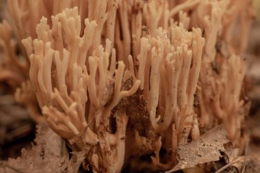 Great Smoky Moutnains Ulusal Parkı 'nda Mantar Takipçilerinin Kapanışı