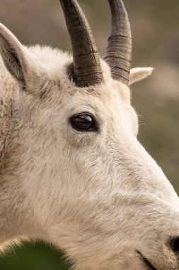 Buzul Ulusal Parkı 'nda dağ keçisi üstünde Dağ Şampiyonu.