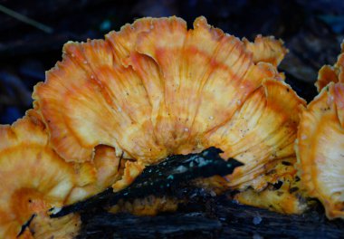 Mantarda Gündoğumu Renkleri Kapat