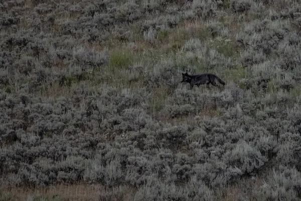 Black Wolf Bär Benmärg Från Bison Kill Över Fältet Yellowstone — Stockfoto