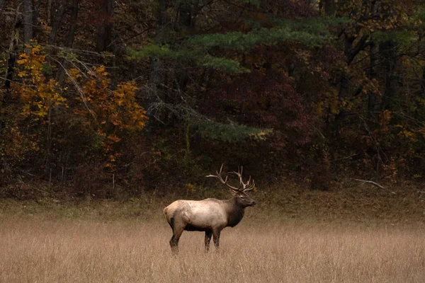 Elk Bull Encuentra Borde Del Bosque Otoño Parque Nacional Great —  Fotos de Stock