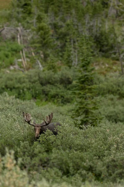 Bull Moose Omgiven Willow Stoppar Grazing Att Titta Kameran — Stockfoto