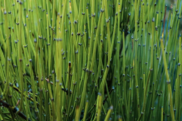 Κοντινό Πλάνο Του Bright Green Reeds — Φωτογραφία Αρχείου