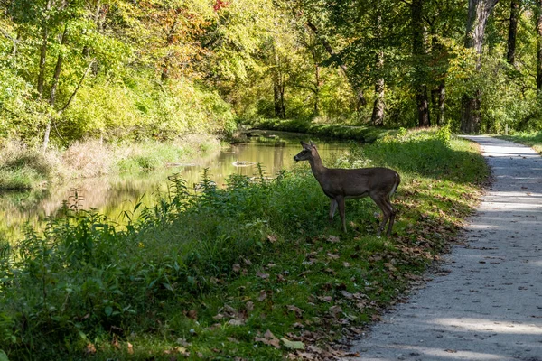 Deer Heads Kohti Jokea Pitkin Towpath Trail Cuyahogan Kansallispuistossa — kuvapankkivalokuva
