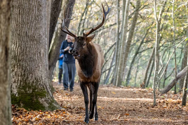 Elk Περπατά Μονοπάτι Φωτογράφο Tow — Φωτογραφία Αρχείου