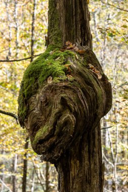 Büyük Dumanlı Dağlar Ulusal Parkı 'nda Büyük Yosun Kaplamalı Burl
