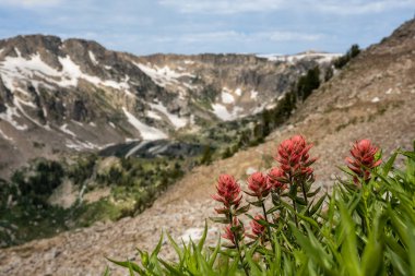 Boya fırçası çiçekleri Grand Teton Ulusal Parkı 'nda boya fırçasının altında çiçek açıyor.