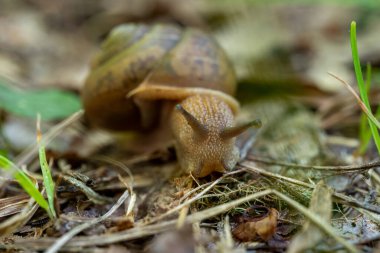 Salyangoz çimenli patika boyunca kameraya doğru sürünüyor