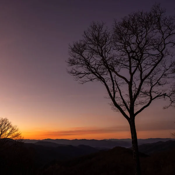 Ein Einzelner Kahler Baum Steht Hoch Bei Sonnenuntergang Great Smoky — Stockfoto