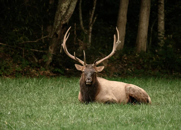 Sitting Bull Elk Stirrar Kameran Ett Fält Längs Blue Ridge — Stockfoto