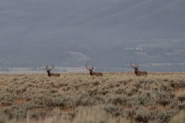 Three Bull Elk Open Prairie Grand Teton National Park — Stock Photo, Image