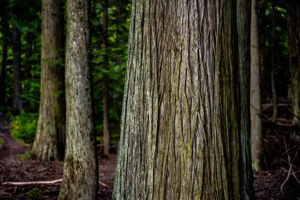 Żyły Kory Drzewa Puszczy Montana Parku Narodowym Lodowiec — Zdjęcie stockowe