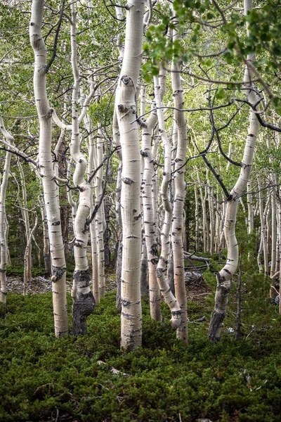 Aspens Crecen Del Suelo Del Bosque Grueso Parque Nacional Gran —  Fotos de Stock