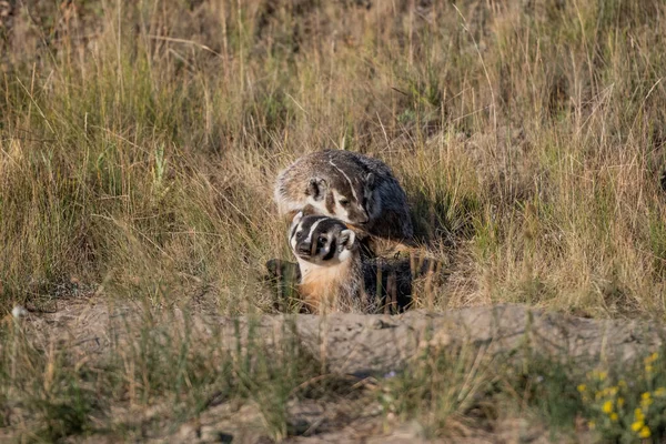 Badger Kidugja Fejét Barlangjából Hogy Csatlakozzon Egy Másik Családtaghoz — Stock Fotó