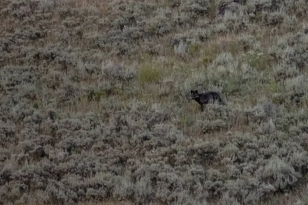 Este Lobo Negro Entrou Para Banquetear Com Bisonte Tudo Que — Fotografia de Stock