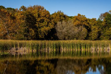 Cattails, Cuyahoga Vadisi Ulusal Parkı 'nda Sonbaharın Başında Durgun Göle Yansıyor