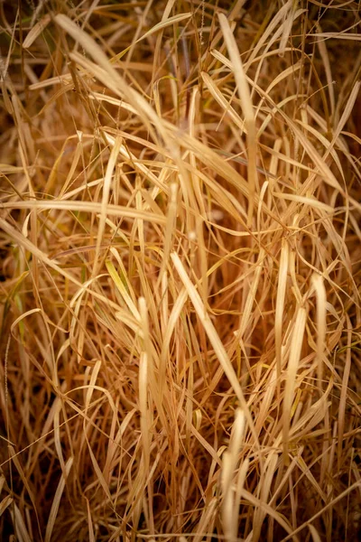 Close Tangled Brown Grasses Imagem Vertical — Fotografia de Stock