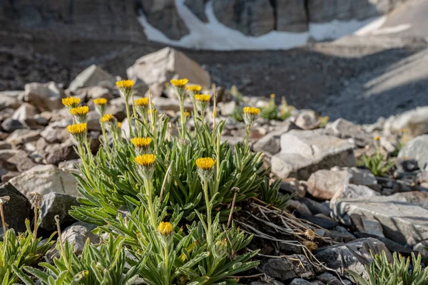 Desert Marigold Blossoms Rostoucí Skal Národním Parku Great Basin — Stock fotografie