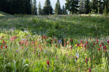 Yellowstone Ulusal Parkı 'ndaki Alabalık Gölü' nün üzerindeki Boya Fırçası ve Diğer Yabani Çiçekler Tarlası