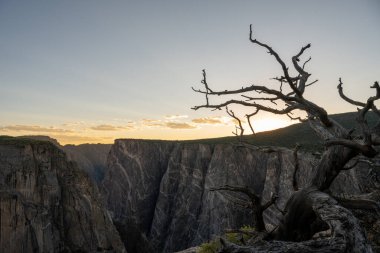 Gün batımında Kara Kanyon 'un kenarında Gnarly Ölü Ağacı