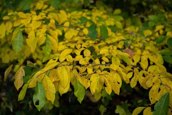 Les Feuilles Vertes Estompent Début Automne Dans Parc National Des — Photo