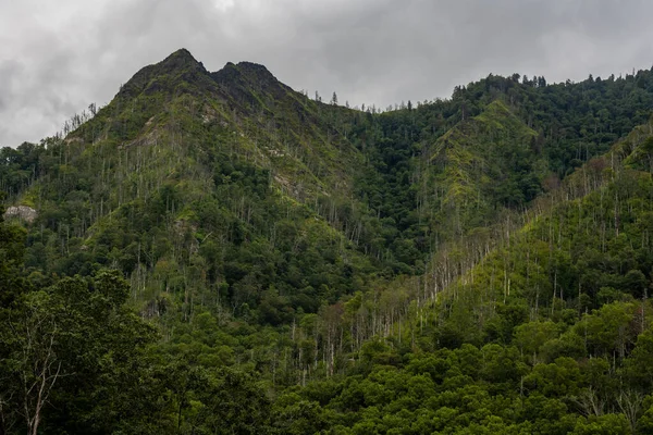 Groei Komt Terug Naar Schoorsteentoppen Bosbrand Great Smoky Mountains National — Stockfoto