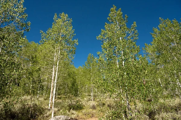 Olhando Para Árvores Aspen Contra Céu Azul Great Basin National — Fotografia de Stock
