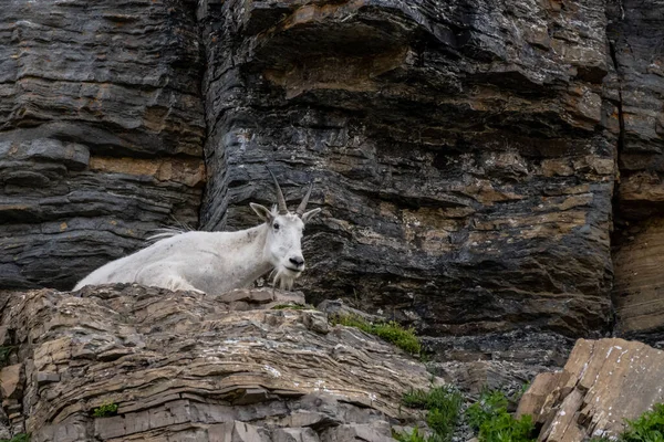 Mountain Goat Peeks Rock Edge Met Klif Achtergrond — Stockfoto