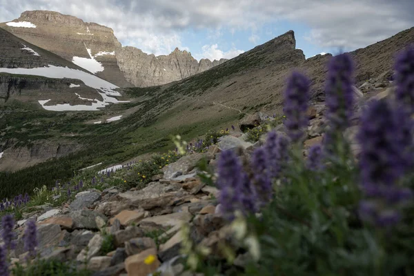 Piegan Pass Trail Τελειώνει Βουνό Πίσω Από Αγριολούλουδα Στην Άγρια — Φωτογραφία Αρχείου