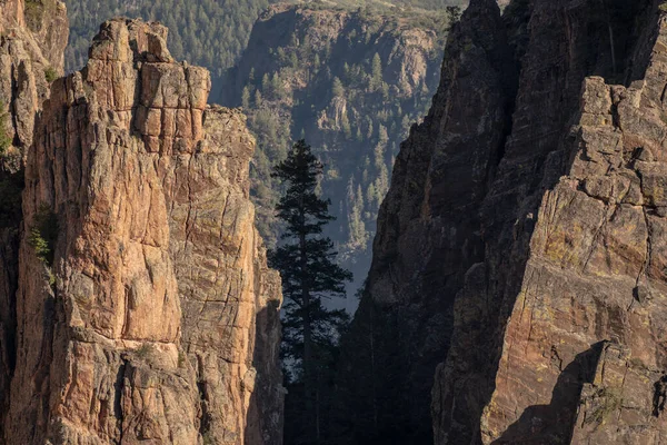Pin Pousse Entre Rocher Endroit Difficile Dans Canyon Noir Gunnison — Photo