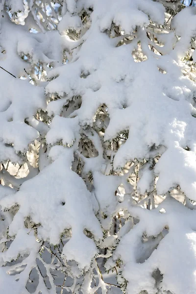 Capa Gruesa Nieve Cubre Pinos Bosque Montañas Ahumadas —  Fotos de Stock