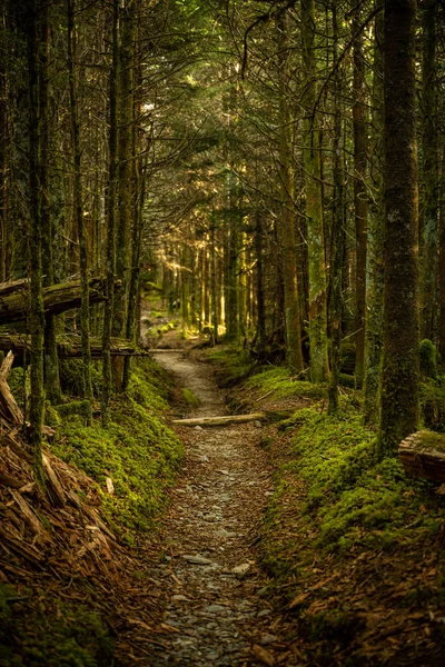 Ζεστό Πράσινο Φως Γεμίζει Πυκνό Δάσος Κατά Μήκος Της Διαδρομής — Φωτογραφία Αρχείου
