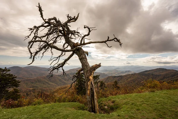 Bare Gnarly Tree Keeps Watch Blue Ridge Mountains Autumn — Stock fotografie