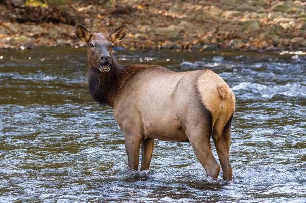 Cow Elk Looks Back Personified Smile She Crosses Oconaluftee River — Stockfoto