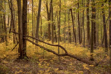 Downed Tree Trunk Looks LIke Tuning Fork In Fall Forest in Indiana Dunes National Park