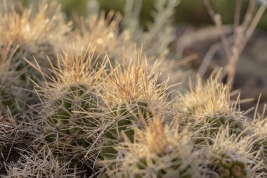 Gunnison Ulusal Parkı 'nın Kara Kanyonu' nda Kaktüs Dikenleri Altında Altın Işık