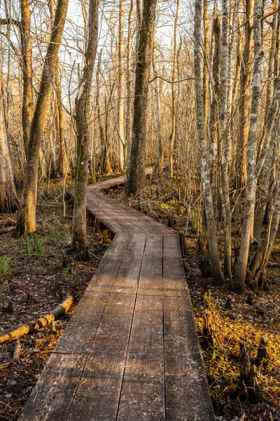 Promenade Planche Étroite Zigzags Travers Les Marais Dans Parc Louisiane — Photo